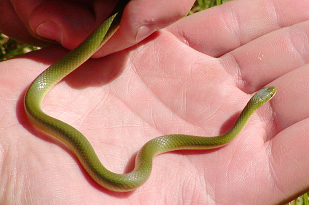 Smooth Greensnake
