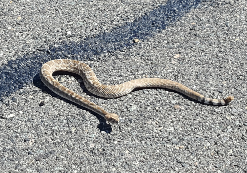 Western Diamond-backed Rattlesnake